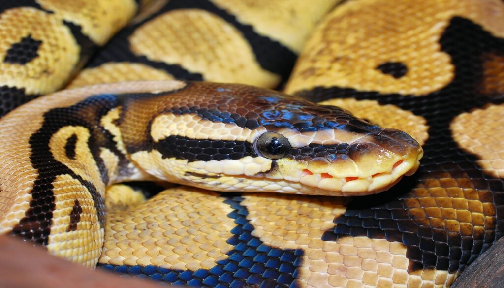 Vibrant image featuring a Pastel Ball Python, highlighting its colorful and distinctive pattern. Explore the allure of this captivating creature that deserves your attention.