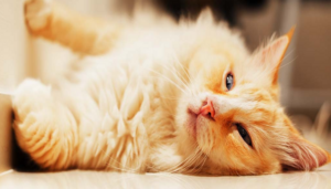 A Captivating View of the Orange Ragdoll Cat: Exploring the Charm and Unique Features of this Distinctive Feline Breed in Close Detail