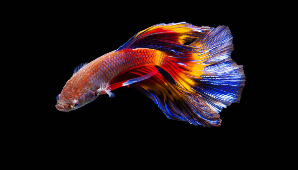 A stunning rainbow betta fish showcasing its vibrant and diverse color spectrum. The flowing fins create a mesmerizing ballet of colors, capturing the essence of these captivating aquatic companions. This image symbolizes the deep dive into the mesmerizing qualities and visual spectacle that define the beauty of rainbow betta fish.