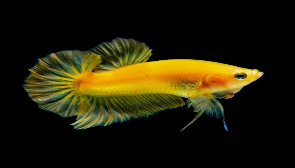 A stunning Yellow Betta fish displays its vibrant hues in a captivating underwater setting. Explore the mesmerizing world of Yellow Betta Fish and discover the unique charm of these betta-licious aquatic wonders.