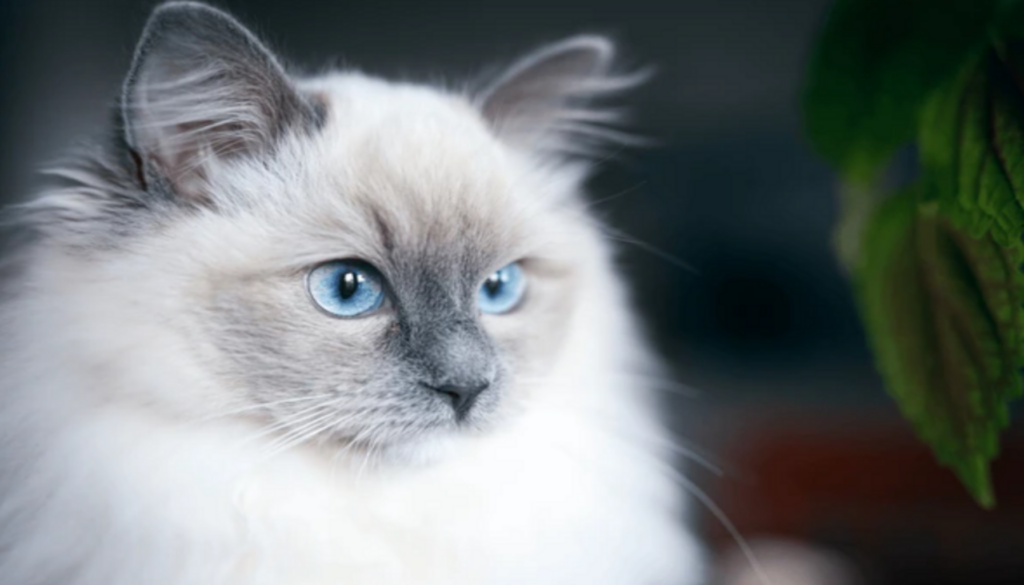 Blue Point Ragdoll Cat, unveiling its mysterious beauty with captivating blue point coloration, showcasing the distinctive charm and elegance of this unique feline breed.