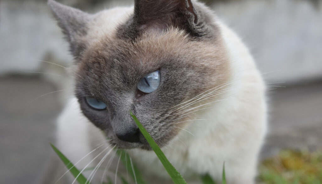 Blue Point Siamese Cat: A captivating feline breed, showcasing more than just visual allure – a delightful combination of elegance, intelligence, and affectionate charm.