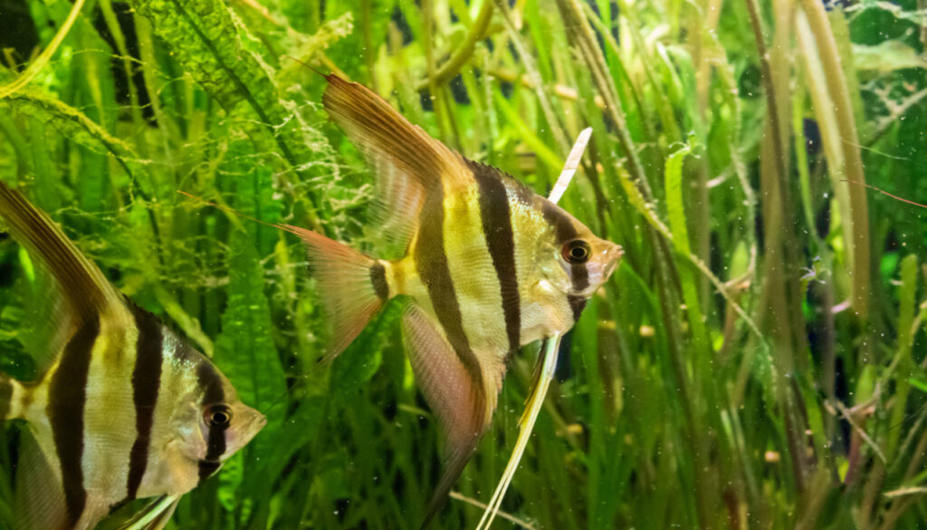 Two majestic Altum Angelfish with striking silver bodies, accentuated by bold vertical black stripes, elegantly navigating an aquarium environment. The captivating jewels of the Amazon River Basin, these graceful creatures showcase their tall, disc-like bodies and flowing fins, embodying the allure of the Amazons in the world of aquariums.