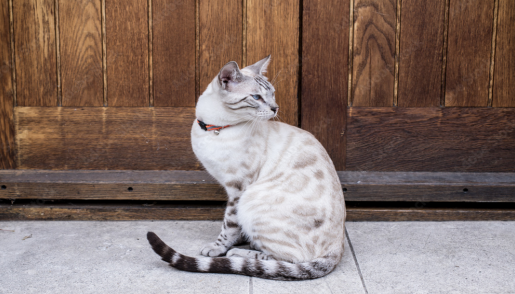 A captivating White Bengal Cat with stunning blue eyes and a luscious white coat, demystifying misconceptions about its unique genetic traits and highlighting the allure of this majestic feline companion.