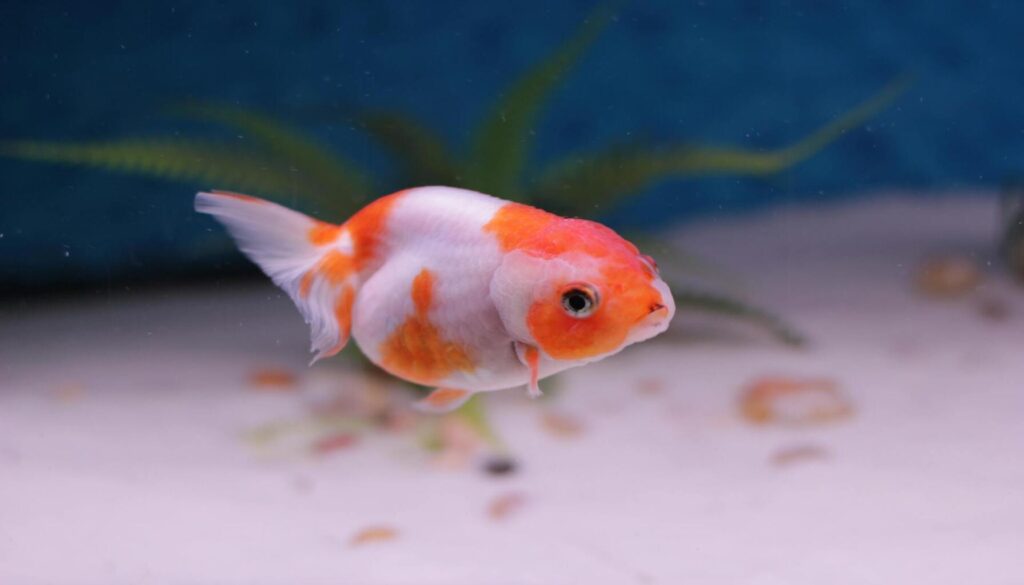 Vibrant Ranchu Goldfish showcasing its unique features, including a distinctive humpback silhouette and vivid orange and red hues. The image captures the elegance and personality of this aquatic companion in a well-maintained aquarium setting.