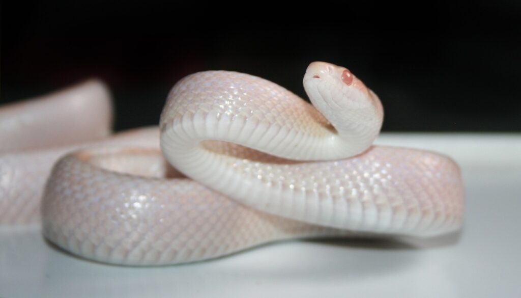 An image showcasing the exquisite beauty of the Snow Corn Snake, highlighting its stunning white and pale yellow skin, unique patterns, and captivating red eyes. Explore the allure of this specific morph resulting from amelanistic and anerythristic genes, making it an ideal and visually striking pet for reptile enthusiasts.