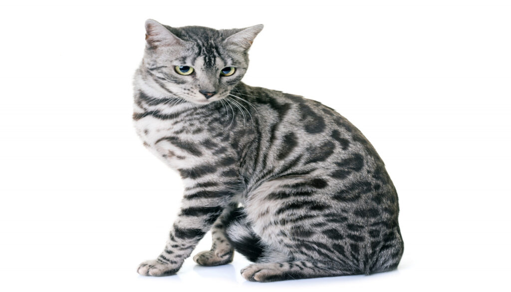 A captivating image featuring a Silver Bengal Cat, showcasing its mesmerizing silver coat with dark spots, luminous blue eyes, and an athletic build. The text emphasizes what makes Silver Bengal Cats special, inviting viewers to explore their unique history, appearance, playful personality, and the special bond they form with their owners.