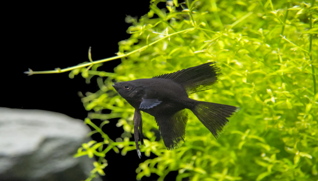 A captivating image showcasing the enigmatic beauty of the black angelfish, providing comprehensive insights into this intriguing freshwater species.