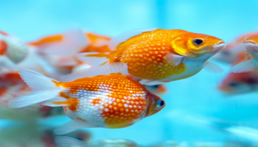 Two vibrant Pearlscale Goldfish gracefully swim in a well-maintained aquarium, showcasing their distinctive pearl-like scales and charming personalities. Learn how to care for these enchanting aquatic companions and uncover the beauty of Pearlscale Goldfish in their captivating underwater habitat.