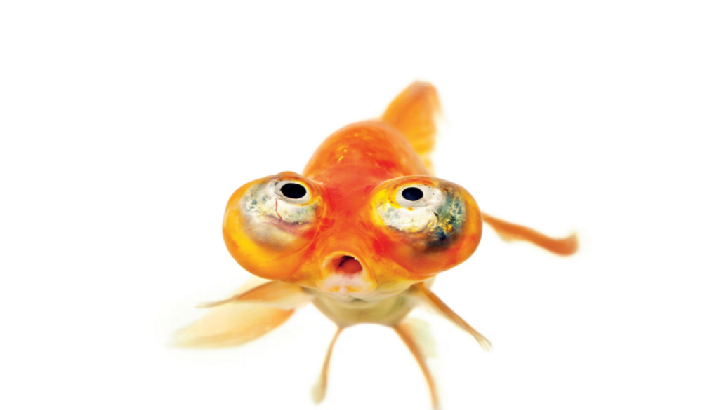 Close-up view of a stunning Celestial Eye Goldfish, showcasing its unique upward-facing eyes and vibrant scales in a captivating underwater setting.