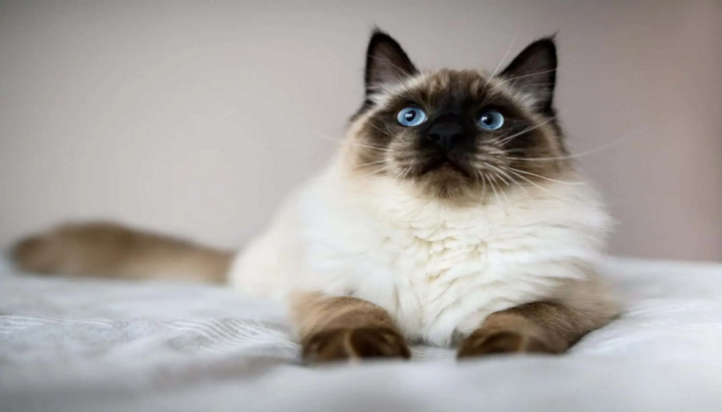 Captivating Seal Point Ragdoll Cat with distinctive point coloration, enchanting blue eyes, and luxurious coat, showcasing the unique beauty and personality that make this breed special.