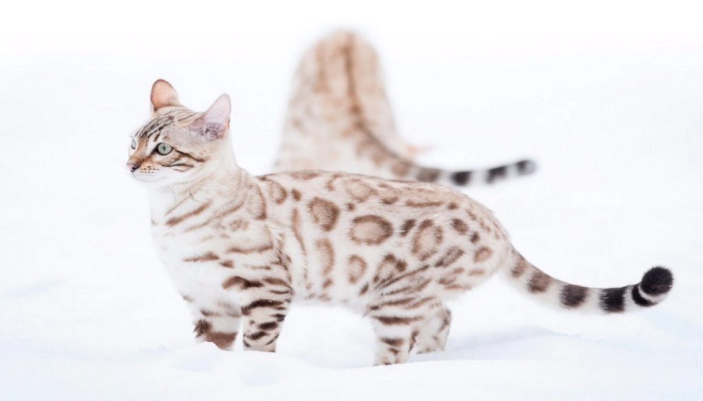 An enchanting Snow Bengal cat with striking green eyes, showcasing its captivating coat patterns of Seal Lynx Point. The perfect blend of domestic charm and exotic allure, this breed's playful nature, intelligence, and low-maintenance grooming make it an ideal and delightful companion for all cat lovers.