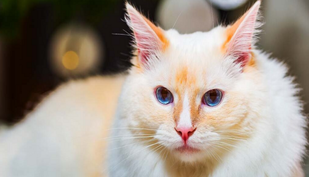 A close-up look of Flame Point Ragdoll cat displaying its exquisite cream coat with flame-colored markings. Your guide to understanding their unique beauty, temperament, and care.